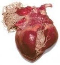 szívféreg kezelés